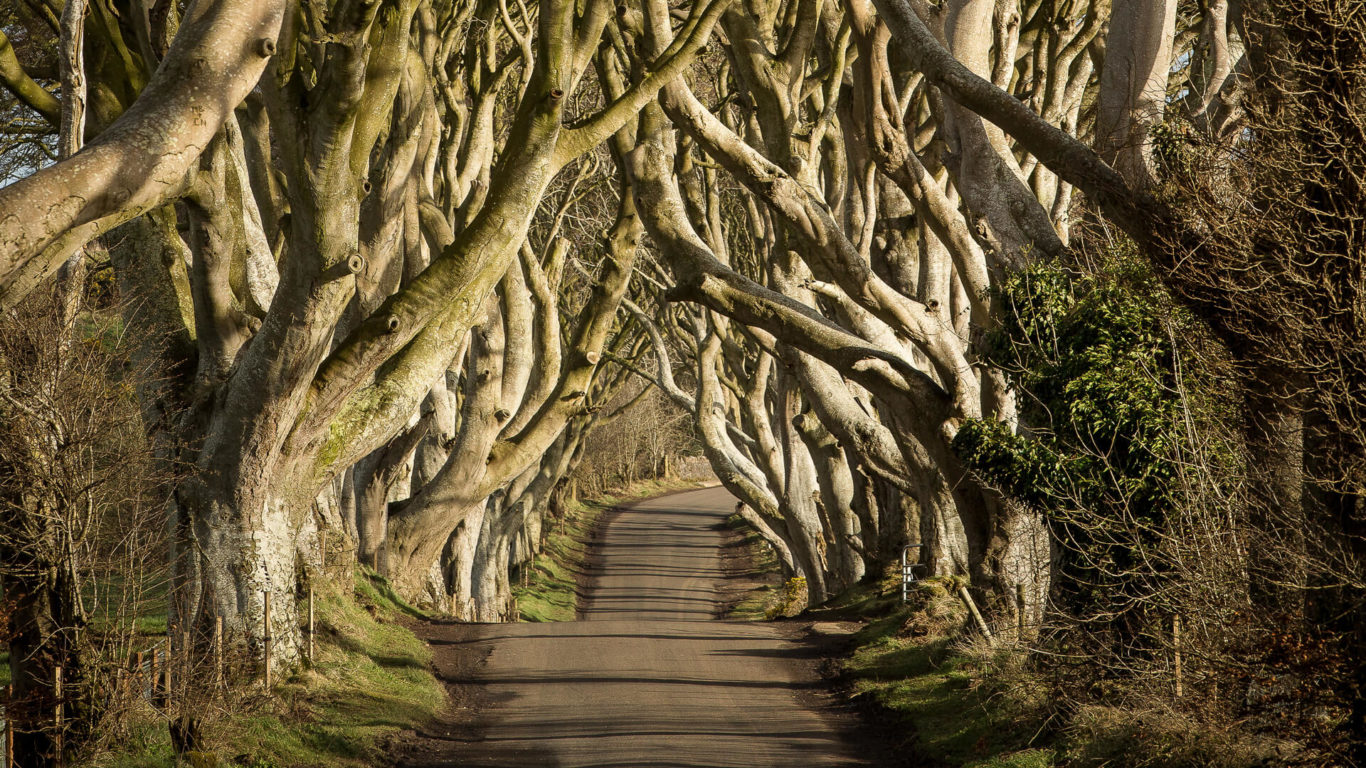 Attractions Game of Thrones – The Dark Hedges_The Kingsroad_master