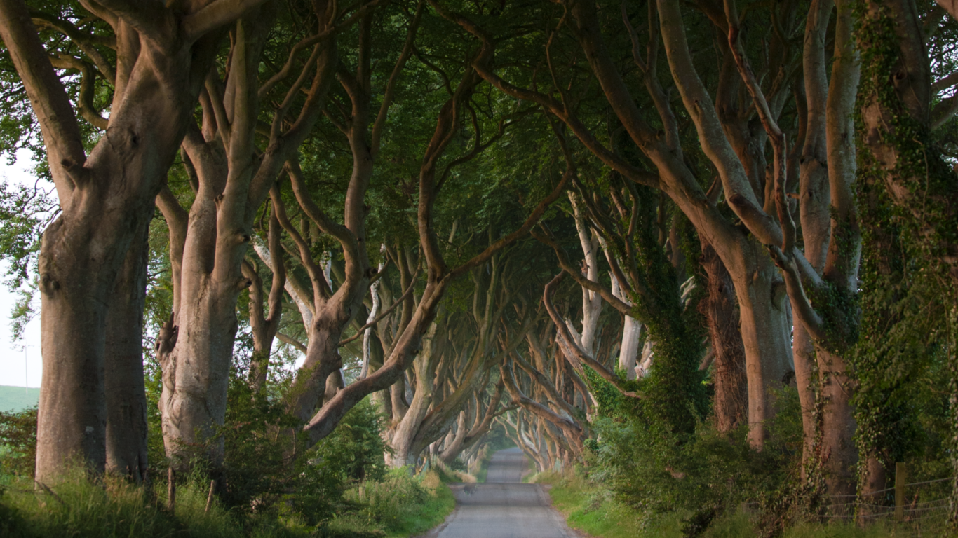 Enchanting tree-lined avenue, the perfect scenic walk near our tranquil countryside hotel.